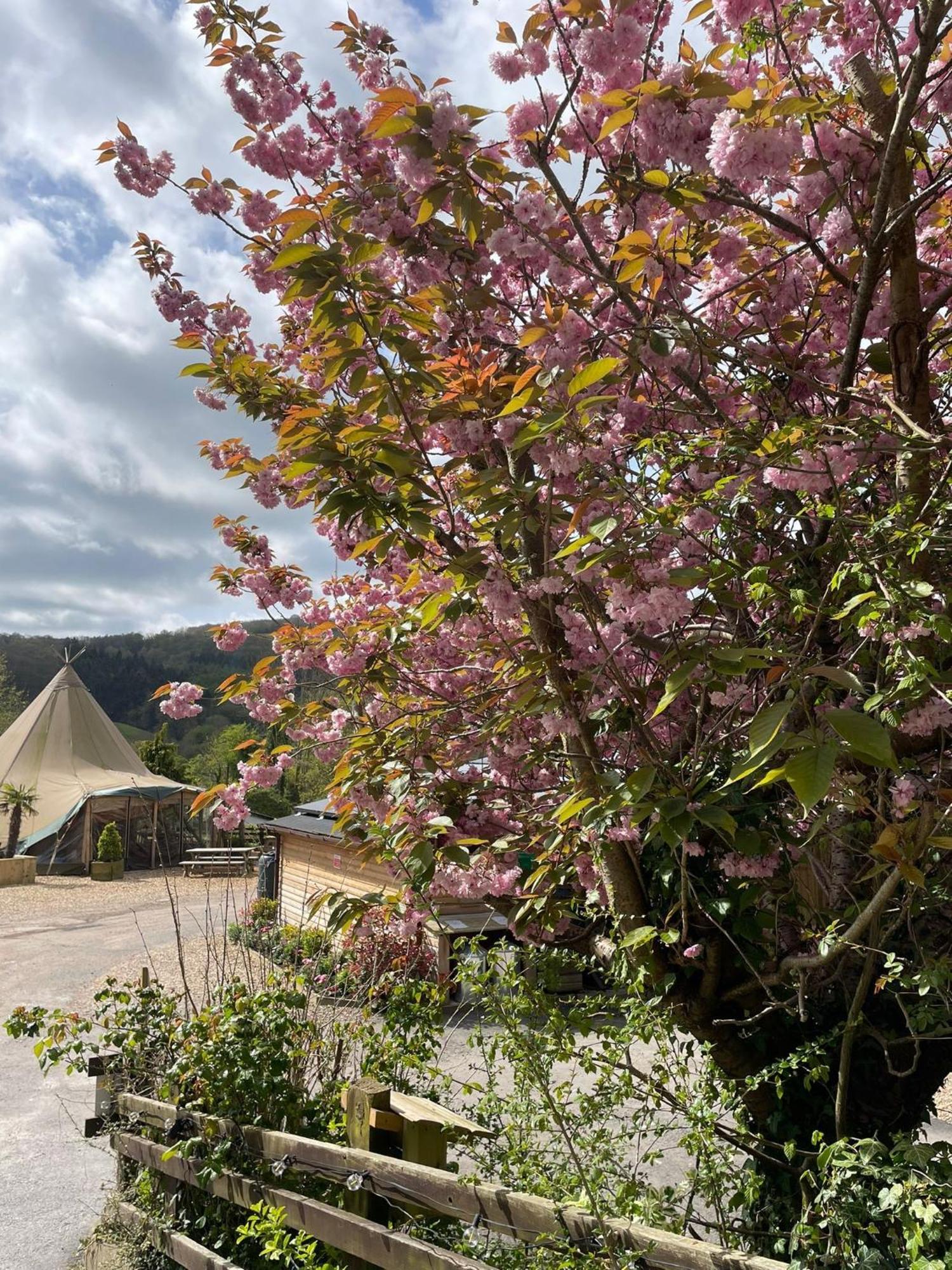 Herons Lake Retreat Hot Tub Lodges Caerwys Exteriör bild